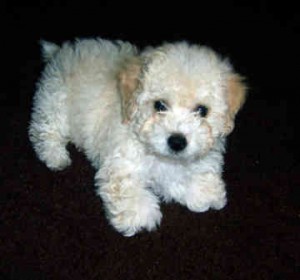 toy-poodle